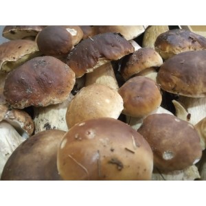 Boletus de Soria (Boletus edulis) 1 Kg. Setas frescas.