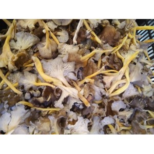 Gula de monte (Cantharellus lutescens) 1 Kg. Setas frescas.
