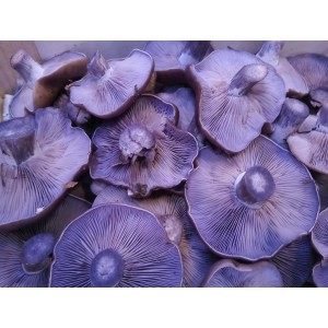 Setas Pie azul (Lepista nuda)