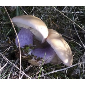 Setas pie violeta (Lepista personata) 1 Kg.