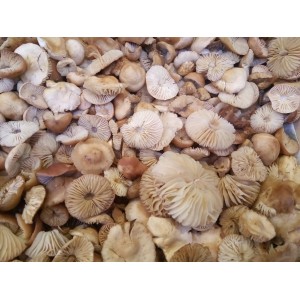 Senderilla de Soria (Marasmius oreades) 1 Kg. Setas frescas.