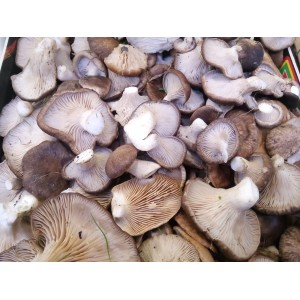 Setas de cardo silvestre de Soria (Pleurotus eryngii) 1 Kg