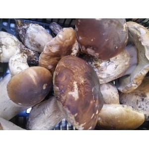 Boletus de Soria. (Boletus edulis) grande 3kg. Setas frescas.