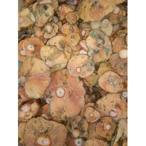 ULTIMAS EXISTENCIAS!!!! Níscalo de Soria (Lactarius deliciosus) 5kg. Setas frescas.