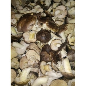 Capuchina soriana (Tricholoma portentosum) formato ahorro 3kg. Setas frescas.