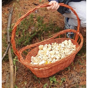 Lengua de vaca (Hydnum repandum) 1kg seta fresca.