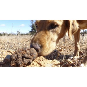 Trufa negra de Soria (Tuber melanosporum) Seta fresca. 100g