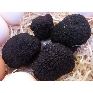 Trufa negra de Soria (Tuber melanosporum) Seta fresca.50g