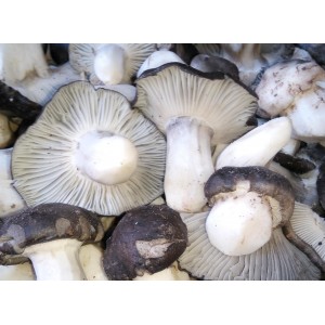 Marzuelo de Soria (Hygrophorus marzuolus) 1kg Seta fresca