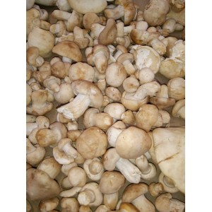 Perretxiko (Calocybe gambosa) Primer kilo de seta fresca!!!