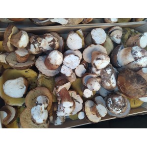 Boletus aerus (servicio según recogida)