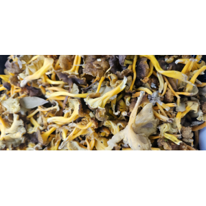 Seta angula de monte ó Cantharellus lutescens (1kg)